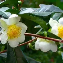 camelliasinensis-plant