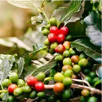 chlorogenicacid-plant