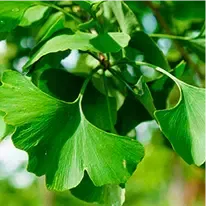 gingkobiloba-plant